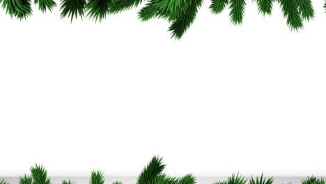 Green-christmas-tree-branches-with-copy-space-on-white-background