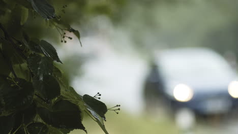 plant in focus as vehicles travel rain road in background, slow motion