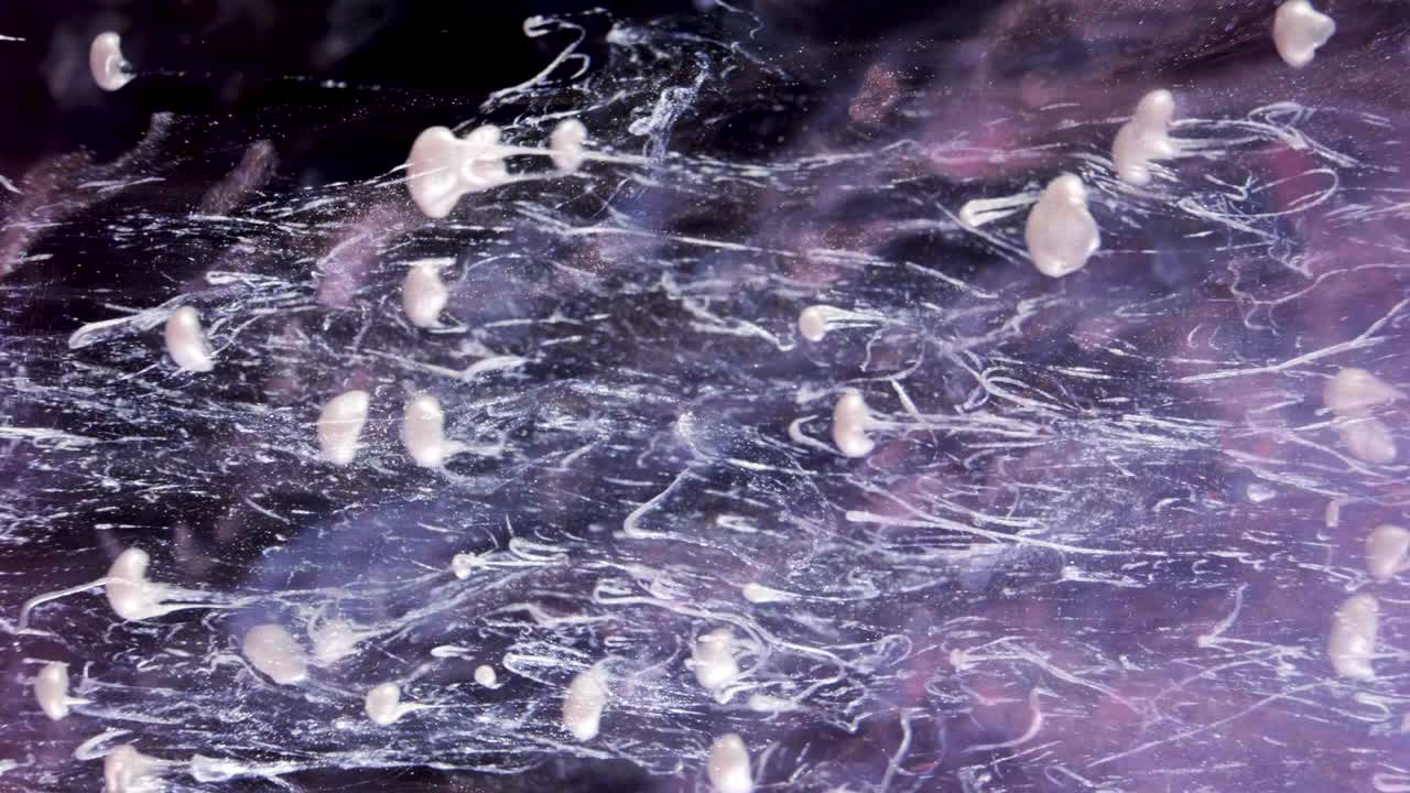 물 속 에 흐르는 다채로운 잉크 페인트