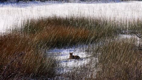 wild puma cub sitting on snow covered ground hidden amongst tall grass in chile