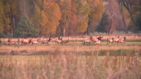 a-herd-of-elk-in-a-pasture