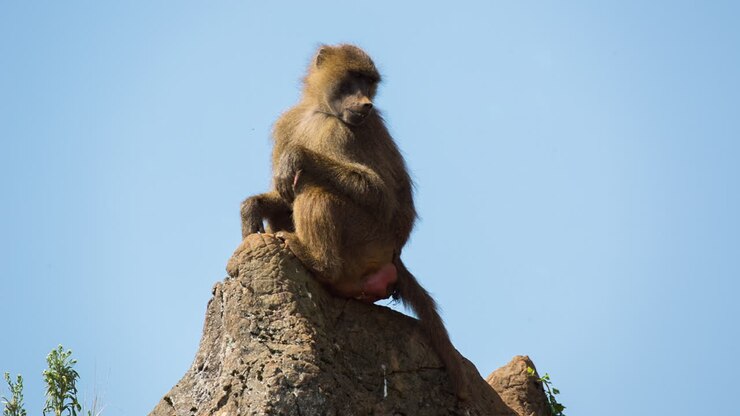 Baboon 08