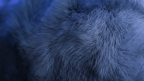 abstract blue fur texture