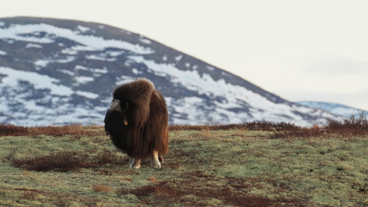 Front of lone standing musk oxen bull in Dovrefjell Norway sunset glow; static