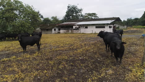 Toros-Negros-Mirando-El-Dron