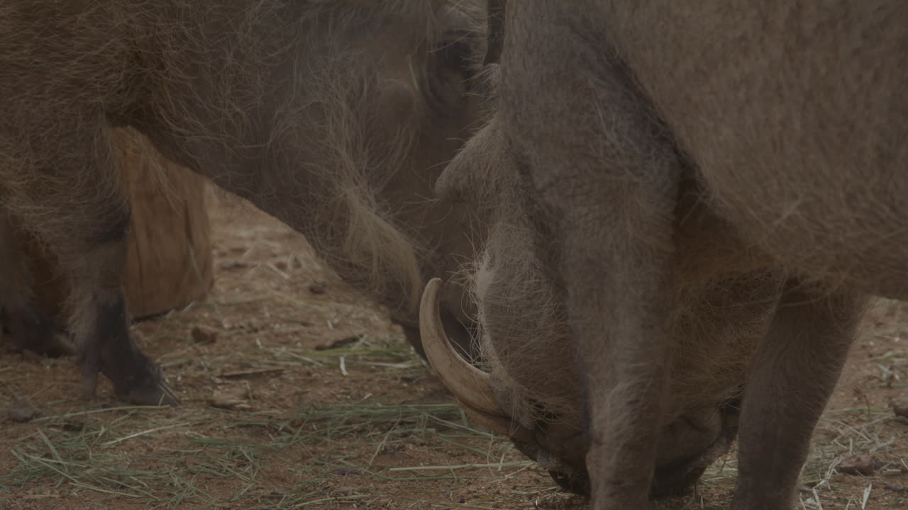 grupo de jabalíes comiendo juntos en el suelo