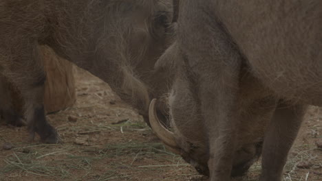 Group-of-warthogs-eating-together-on-the-ground