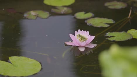 a charming frog perched gracefully on a water lily, capturing a serene moment in the tranquil beauty of nature