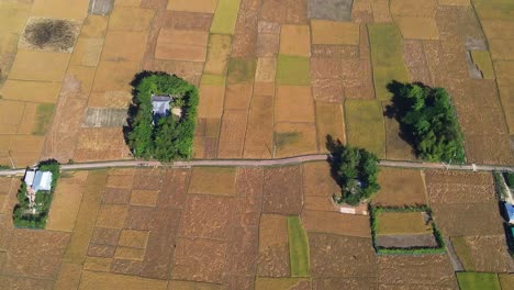 Fincas-Rurales-Rodeadas-De-Interminables-Parcelas-De-Arroz-Con-Cáscara,-Vista-Aérea