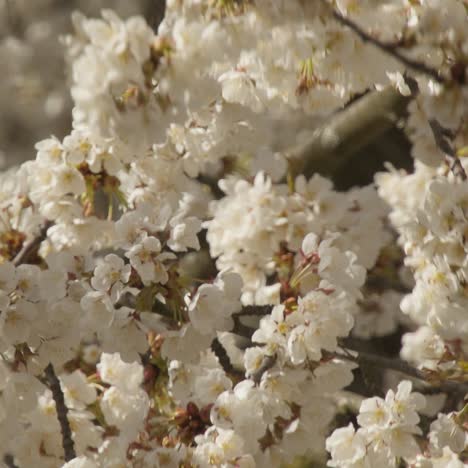 a bee flying around the almond blossom