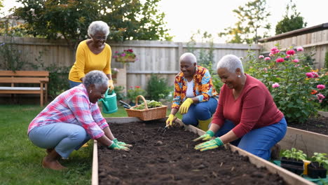 four senior women gardening together in a raised garden bed