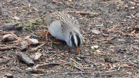 White-Crowned-Sparrow-searches-for-seed-in-the-dirt-close-up