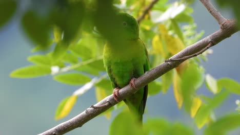 green parakeet perched on a branch in santa marta, magdalena, colombia, with pink flowers