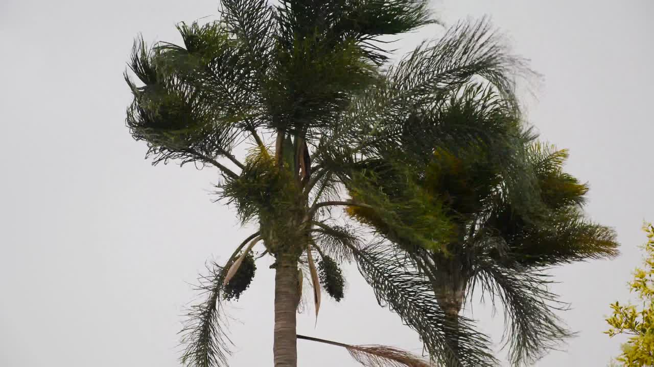 Storm winds shake two palm trees violently dark stormy silhouette exposure. Bad weather is coming to ruin our day.