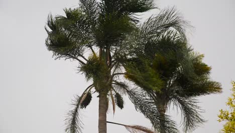 storm winds shake two palm trees violently dark stormy silhouette exposure. bad weather is coming to ruin our day.