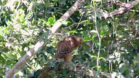 The-Buffy-Fish-Owl-is-a-big-owl-and-yet-the-smallest-among-the-four-Fish-Owls