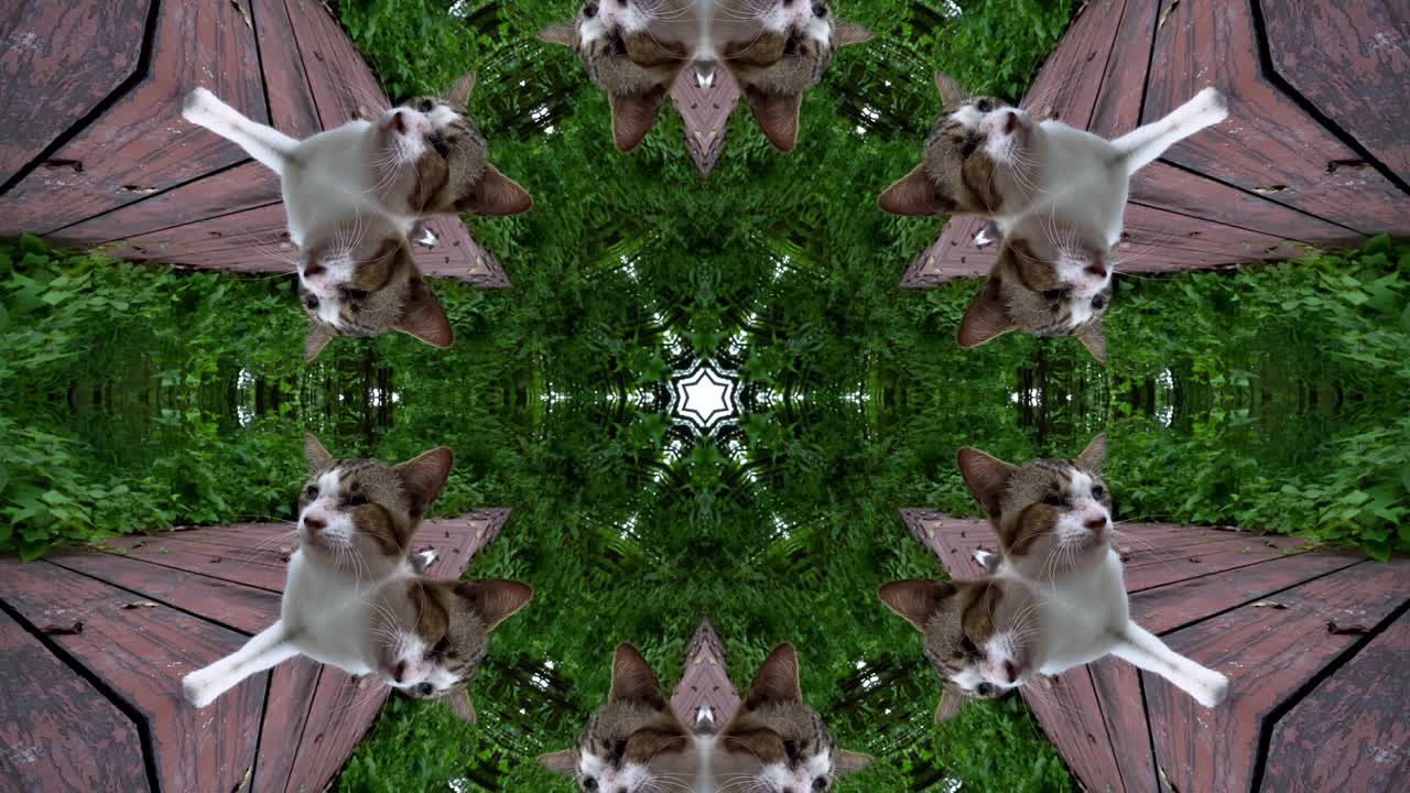 Kaleidoscope pattern of cat in jungle.