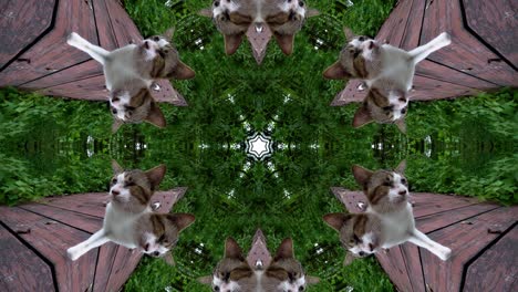 kaleidoscope pattern of cat in jungle.