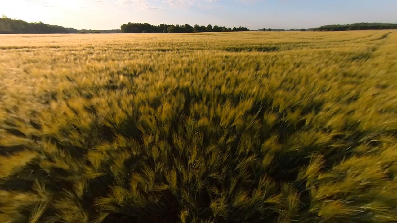 Cereal Agriculture Crops Field Illuminated By Sunrise