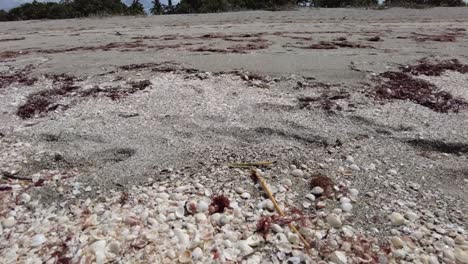 venice beach, florida during a red tide