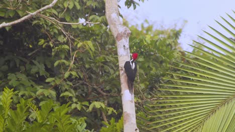 brilliantly coloured crimson crested woodpecker moving up a tree hopping in slow motion