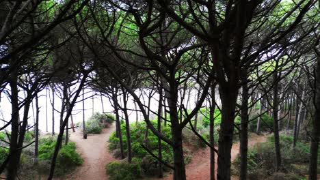 Bosque-De-Pinos-Junto-Al-Mar,-Toscana-Italia.