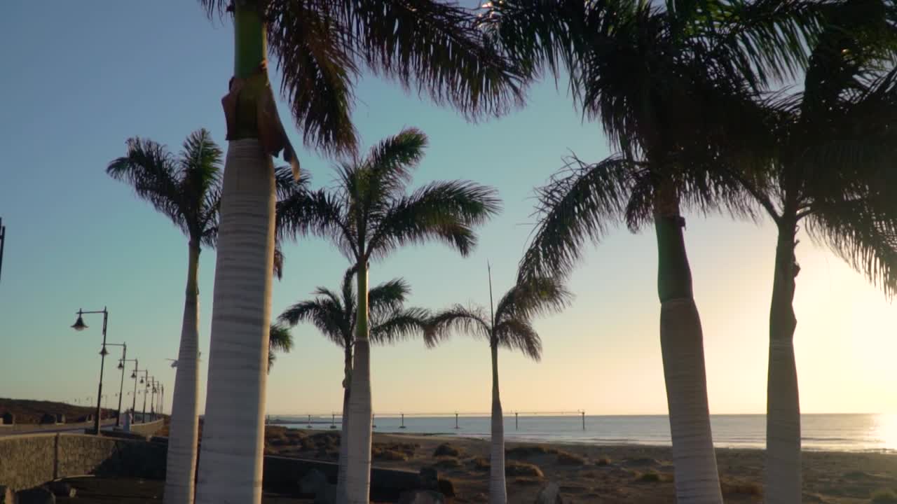 해가 지는 동안 해안 산책로 에 있는  나무 들