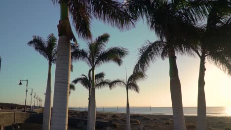 palmeras en una pasarela costera al atardecer