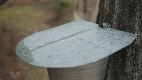 Man-approaches-maple-sugar-tap-bucket