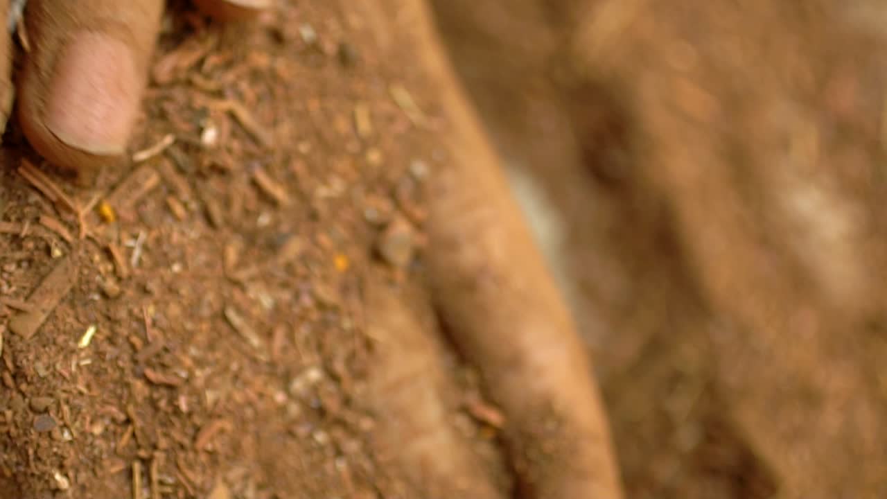 Macro Shot Of Hands Creating Madder Powder From Organic Plant Roots, Herbal Health Remedy