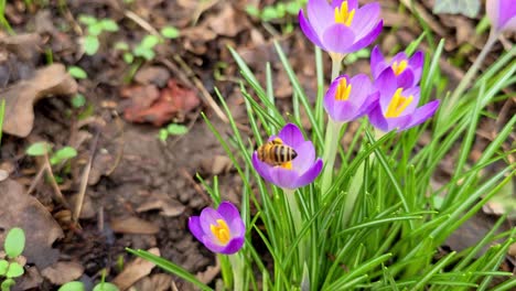 Azafrán-Púrpura-Con-Miel-De-Abeja-En-Un-Día-Soleado-De-Primavera