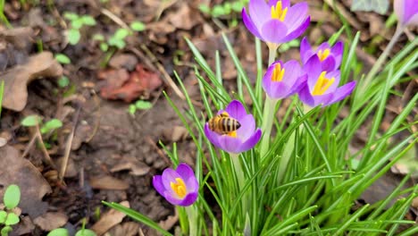 crocus púrpura con abeja de miel en un soleado día de primavera