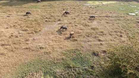 Amplio-Lapso-De-Tiempo-De-Búfalo-De-Agua-En-Un-Campo-De-Hierba-Verde