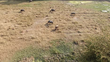 amplio lapso de tiempo de búfalo de agua en un campo de hierba verde