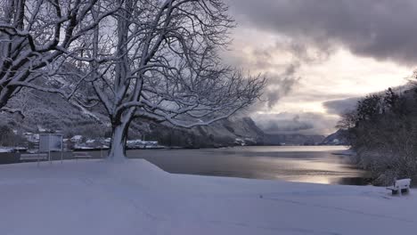 a peaceful winter view of walensee lake in switzerland, framed by a snow-covered tree and serene water reflecting soft light, evoking tranquility amidst nature's quiet beauty.