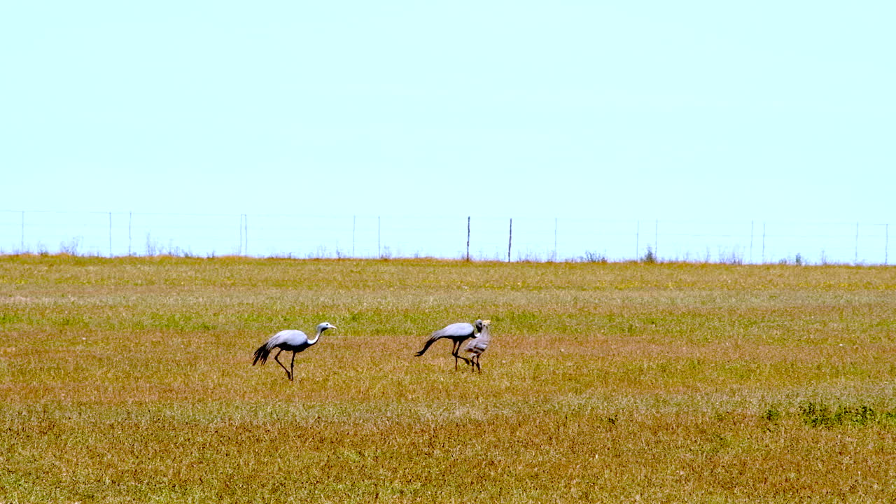 Pair of Stanley Cranes walk over farm land with newborn chicks, copy space
