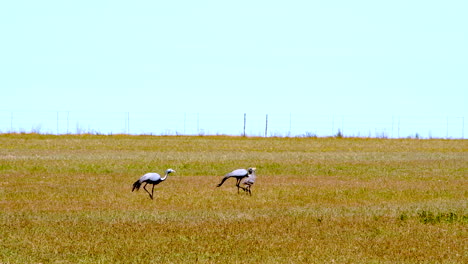 pair of stanley cranes walk over farm land with newborn chicks, copy space