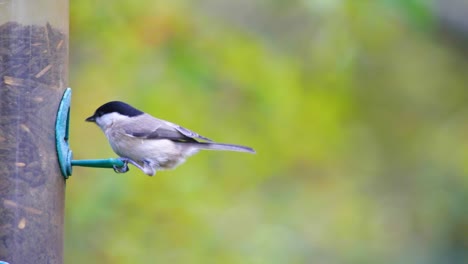 HD-Aufnahmen-In-Superzeitlupe-Eines-Vogels,-Der-Zu-Einem-Vogelhäuschen-Fliegt-Und-Samen-Frisst