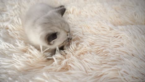 kitten sleeping on a white blanket