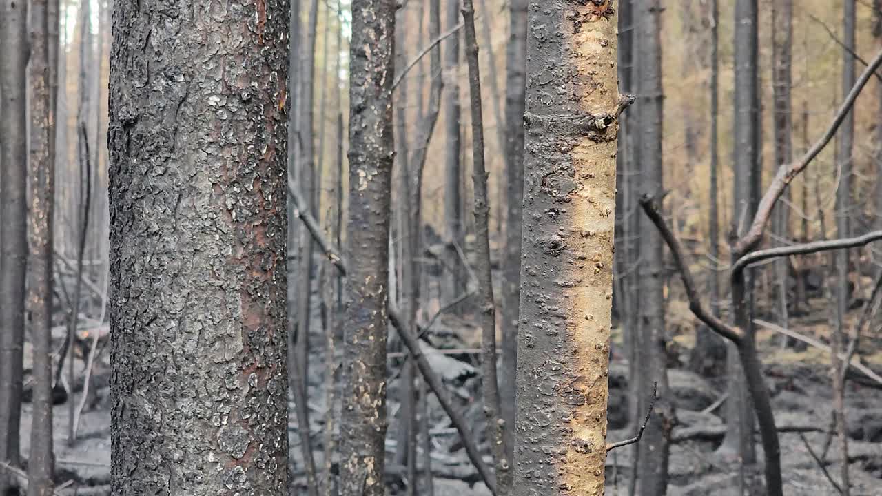 madera de árboles quemados por un terrible incendio