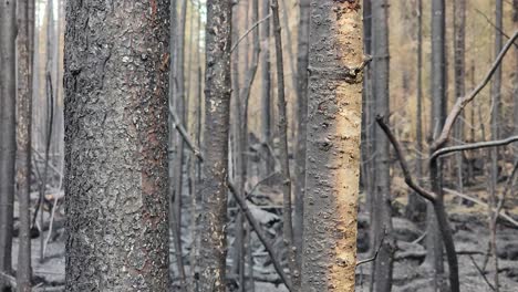 wood from trees burned by a terrible fire