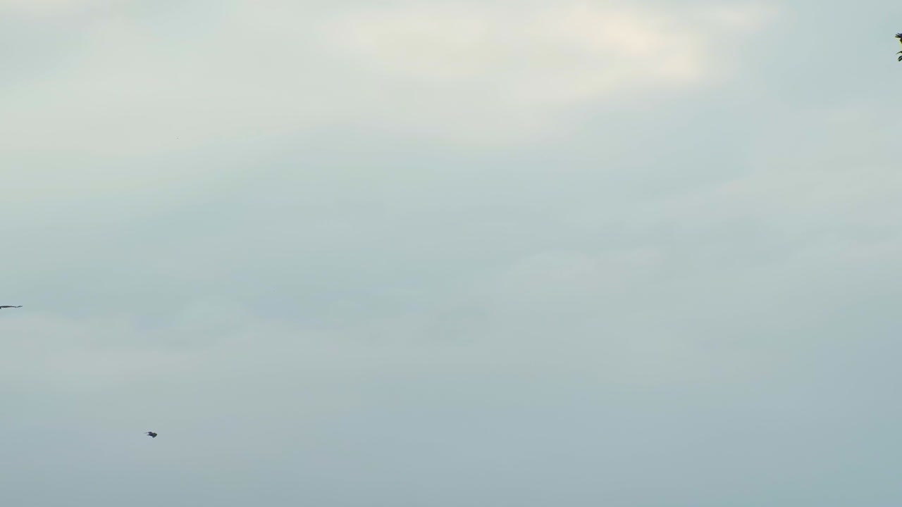 해가 뜨면 은 하늘을 향해 날아다니는 야생 새들