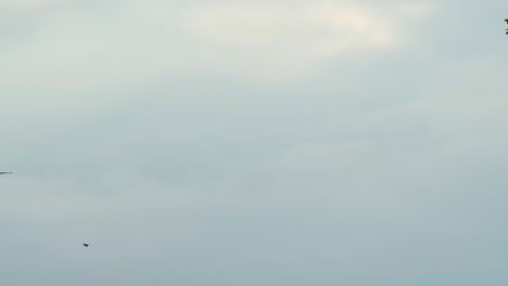 Wild-Birds-Flying-Against-Clear-Sky-At-Sunrise