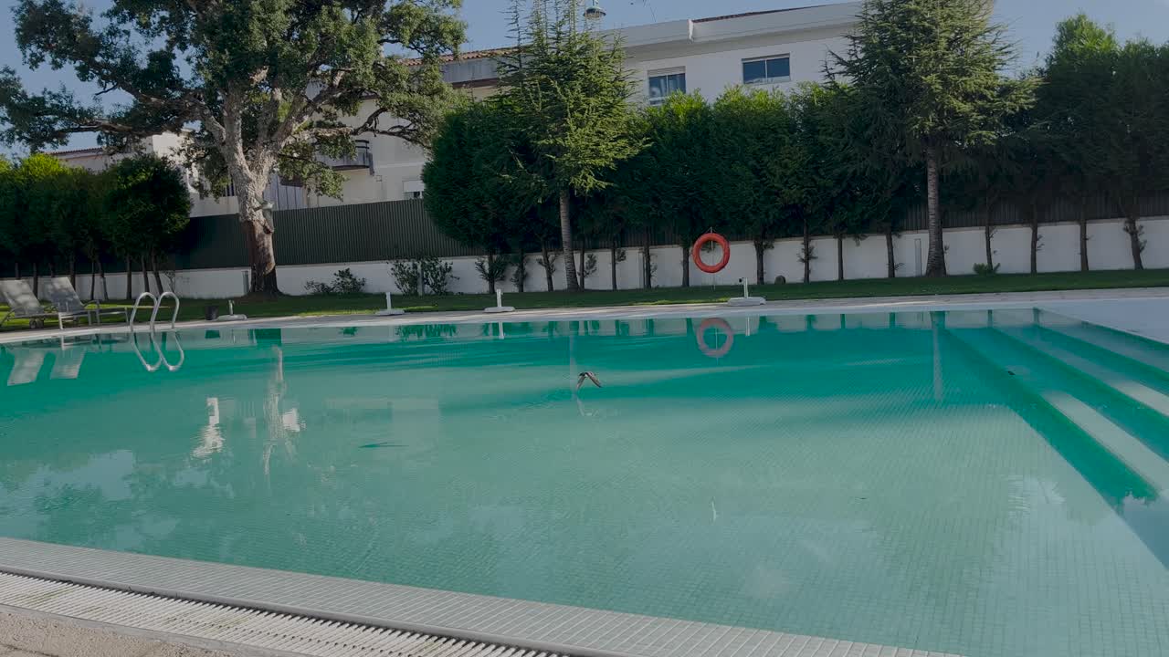 Nærbillede af fugle, der flyver hektisk i bevægelse over den rene, tomme blå pool.