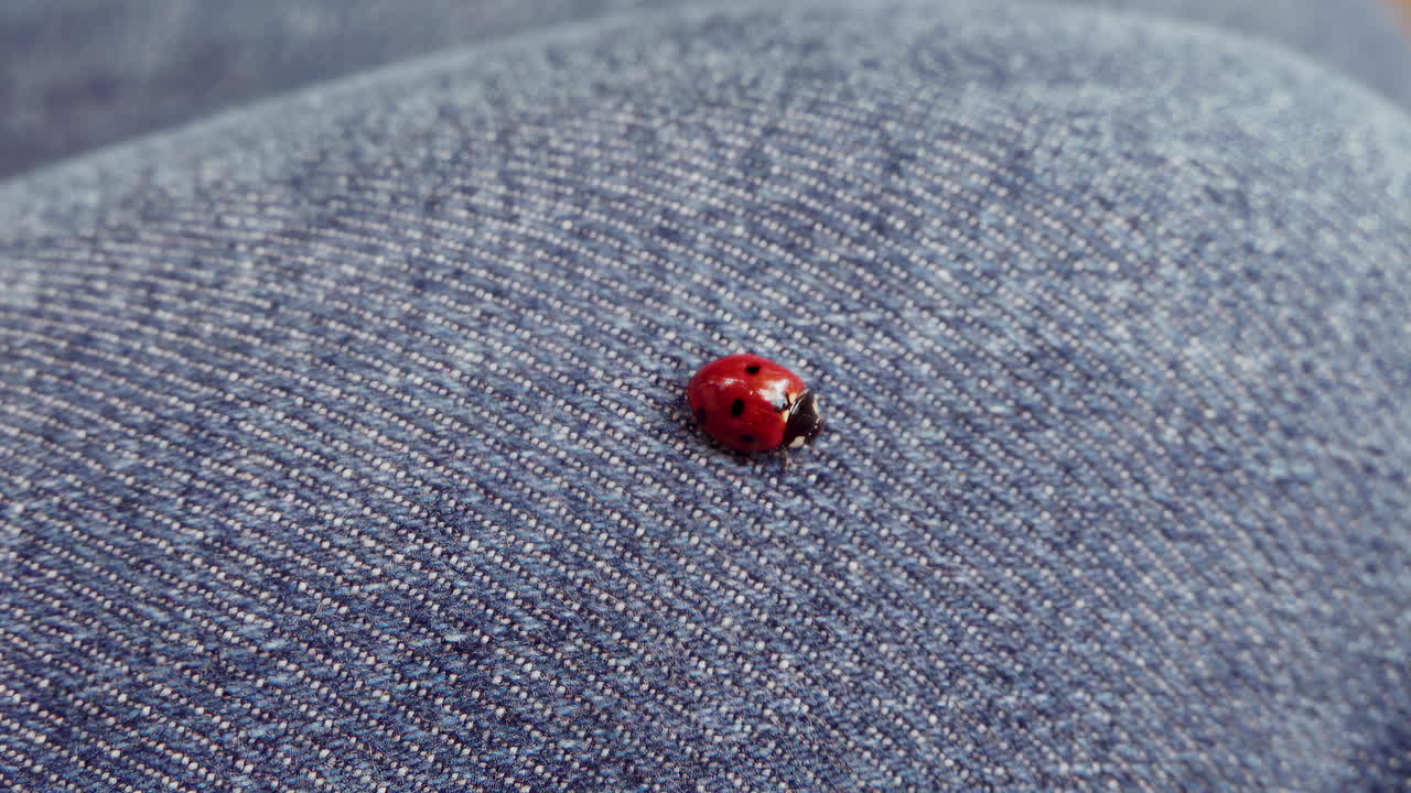 Close up of a ladybug on a woman's leg wearing jeans