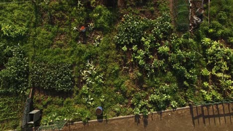 Community-garden-in-the-City-Aerial-Close-Up