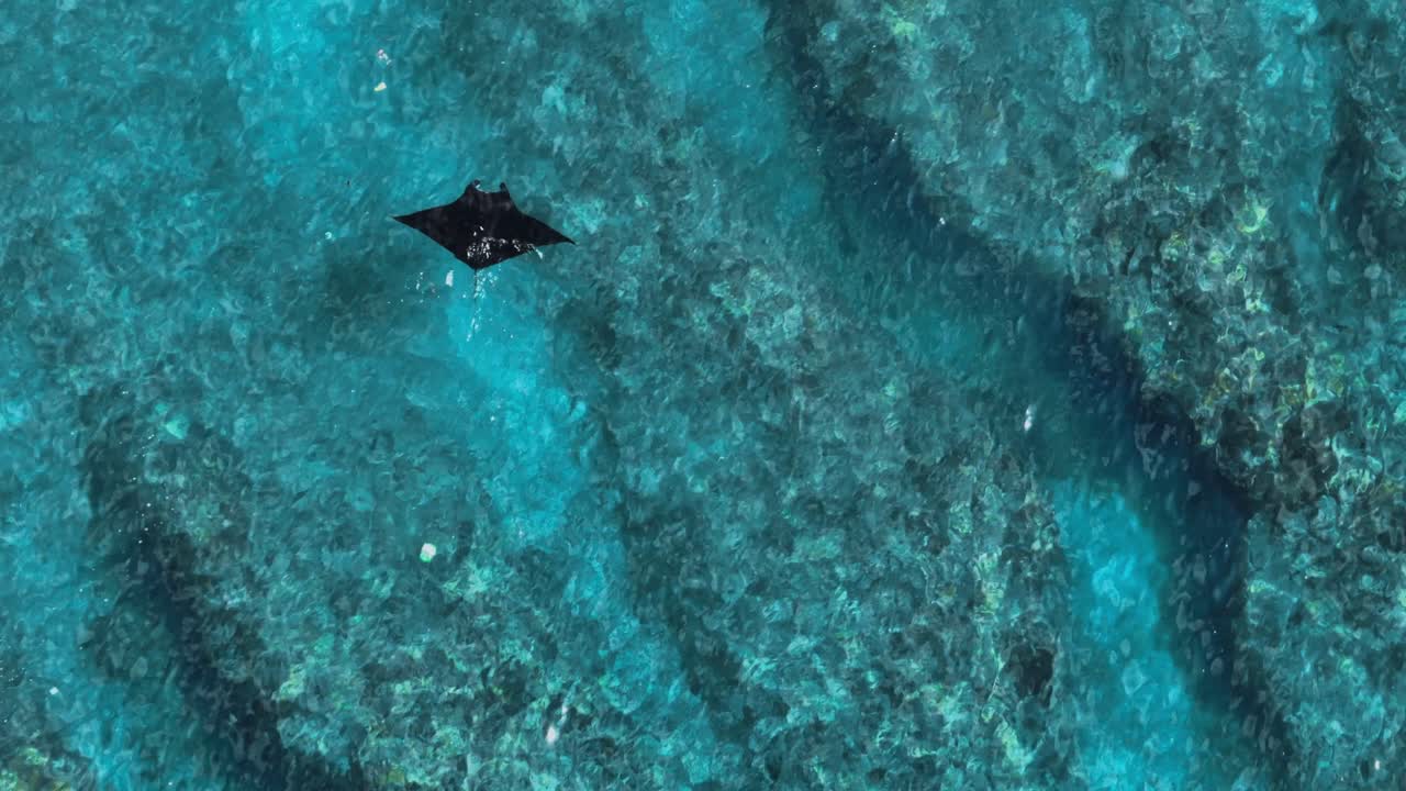 mantarraya negra mobula alfredi nadando lentamente sobre arrecifes de coral poco profundos