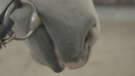 cerca de la boca de un caballo ensillado en el establo