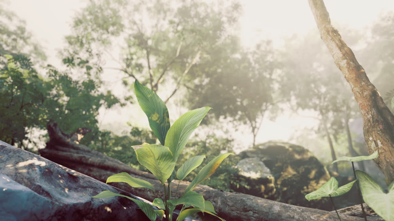 Misty morning in a lush forest with green plants and soft sunlight