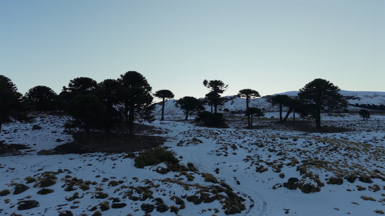 Aerial view of a Patagonian forest in Caviahue during winter, with snow-covered ground and sunlight shining through
